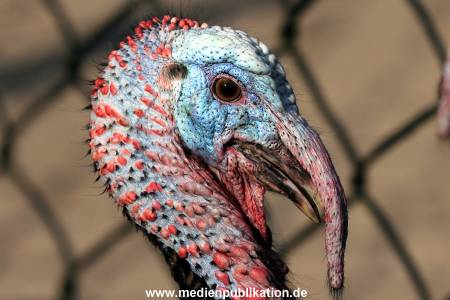 Hagenbeck Fruehling 12042012 042