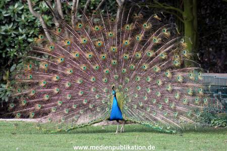 Hagenbeck Fruehling 12042012 078