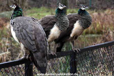 Hagenbeck Fruehling 12042012 085