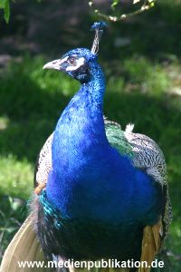 hagenbeck 05 03 103