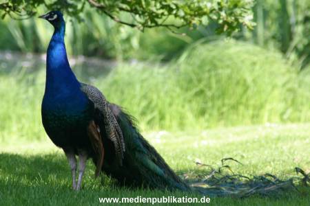 hagenbeck 05 03 104