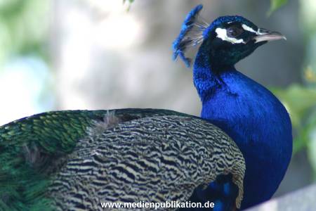 hagenbeck 05 03 105