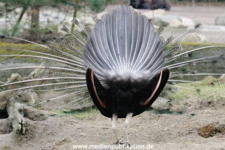 hagenbeck 19032005 007