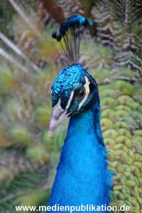 hagenbeck 19032005 009