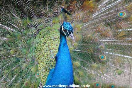 hagenbeck 19032005 010