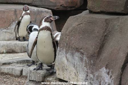 Eismeer Hagenbeck 05072012 059