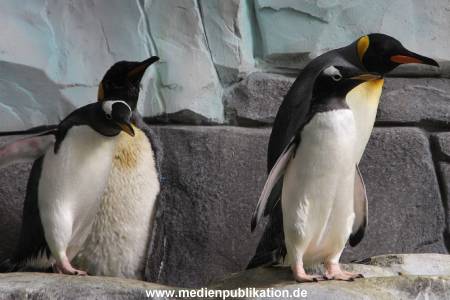 Eismeer Hagenbeck 05072012 060