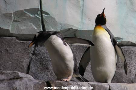 Eismeer Hagenbeck 05072012 061