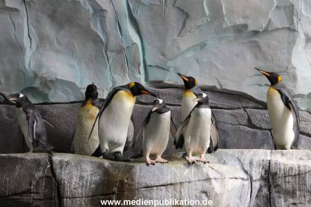 Eismeer Hagenbeck 05072012 062