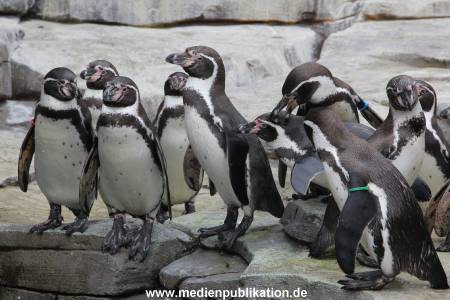 Hagenbeck 06062013 003