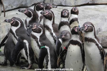 Hagenbeck 06062013 027