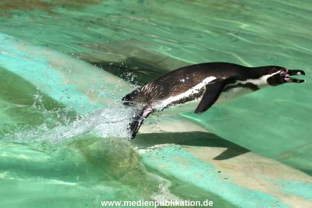 Hagenbeck 11062006 001