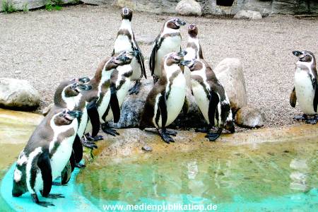 Hagenbeck Archiv 15032009 007.jpg