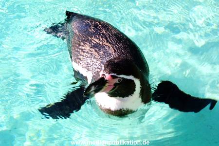 Hagenbeck Archiv 15032009 009.jpg
