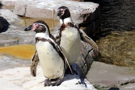 Hagenbeck Eismeer 22062012 021