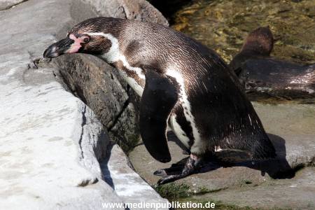 Hagenbeck Eismeer 22062012 022
