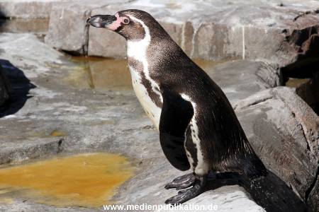Hagenbeck Eismeer 22062012 023
