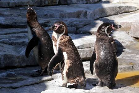 Hagenbeck Eismeer 22062012 024