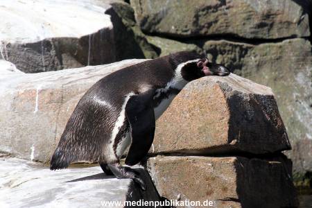 Hagenbeck Eismeer 22062012 025