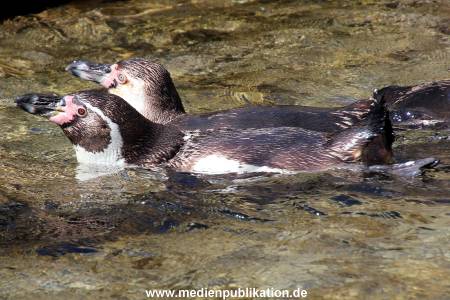 Hagenbeck Eismeer 22062012 030