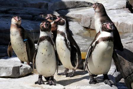Hagenbeck Eismeer 22062012 031