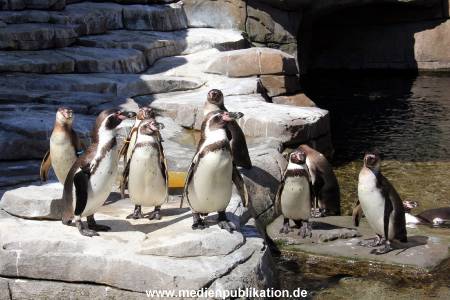 Hagenbeck Eismeer 22062012 032