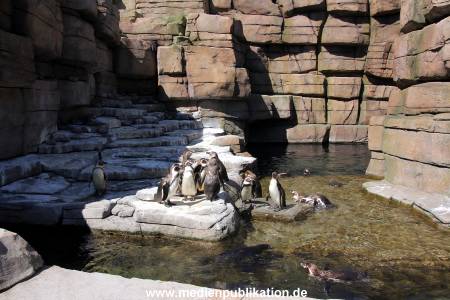 Hagenbeck Eismeer 22062012 033
