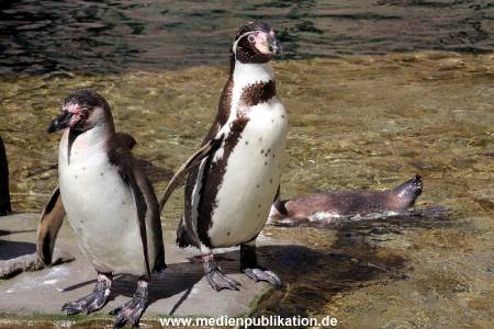 Hagenbeck Eismeer 22062012 034