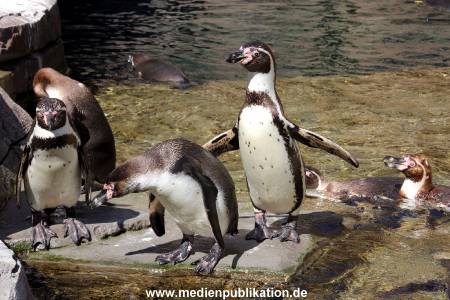 Hagenbeck Eismeer 22062012 035
