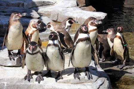 Hagenbeck Eismeer 22062012 036
