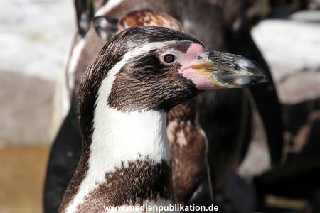 Hagenbeck Eismeer 22062012 037