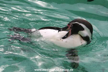 hagenbeck 03 04 008