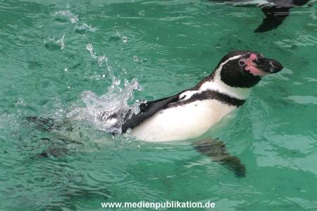 hagenbeck 03 04 009