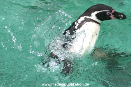hagenbeck 03 04 010