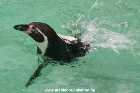 hagenbeck 03 04 011