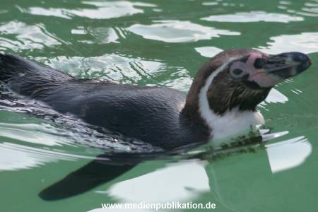 hagenbeck 05 03 078