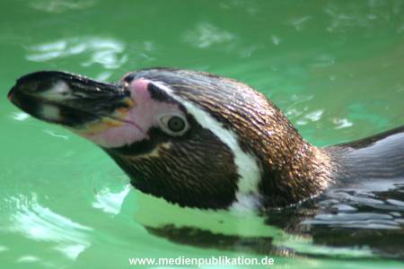 hagenbeck 05 03 079