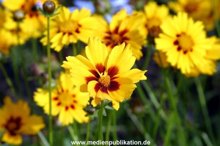 Planten und Blomen 22072007 002