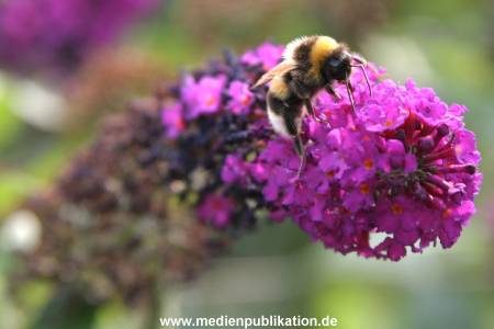Planten und Blomen 22072007 004