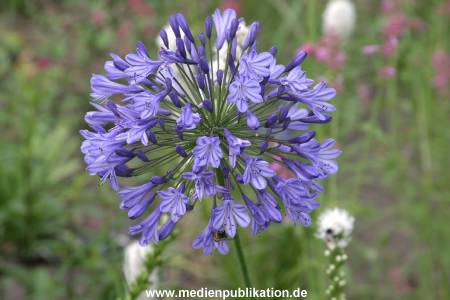 Planten und Blomen 22072007 006