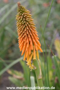 Planten und Blomen 22072007 007