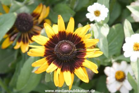 Planten und Blomen 22072007 008