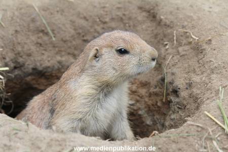 Hagenbeck 01082015 025