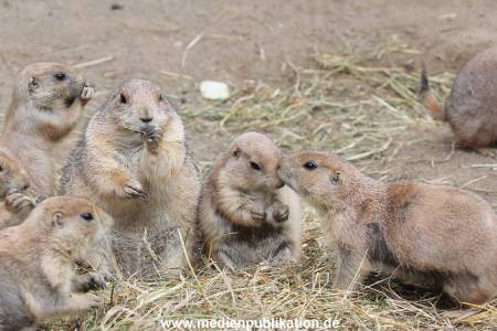 Hagenbeck 01082015 026