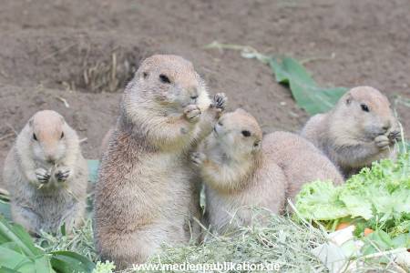 Hagenbeck 01082015 030