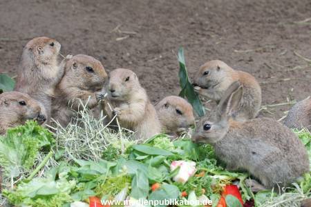 Hagenbeck 01082015 031