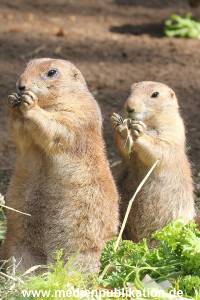 Hagenbeck 01082015 032