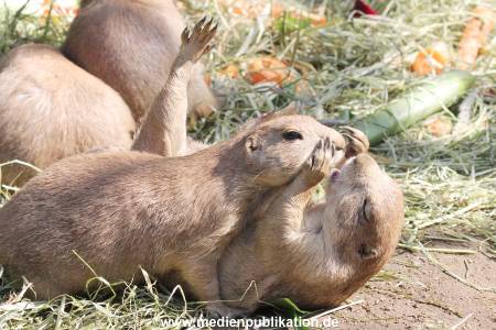 Hagenbeck 01082015 033