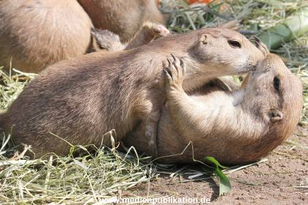 Hagenbeck 01082015 034