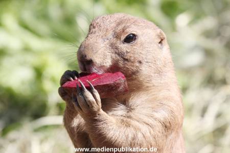 Hagenbeck 01082015 036